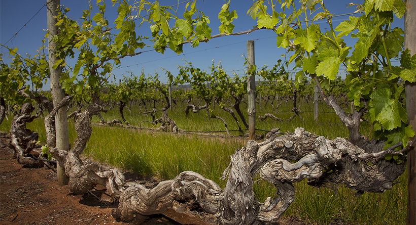 Old Bastard 1893 Vines